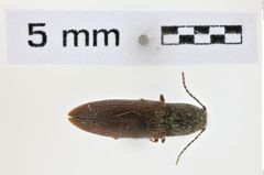 Foto (Dorsalansicht) von Limonius canus (NHMW-ZOO-COL-0008602)